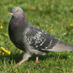 Rock Pigeon
